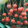 阿明赤殼荔枝