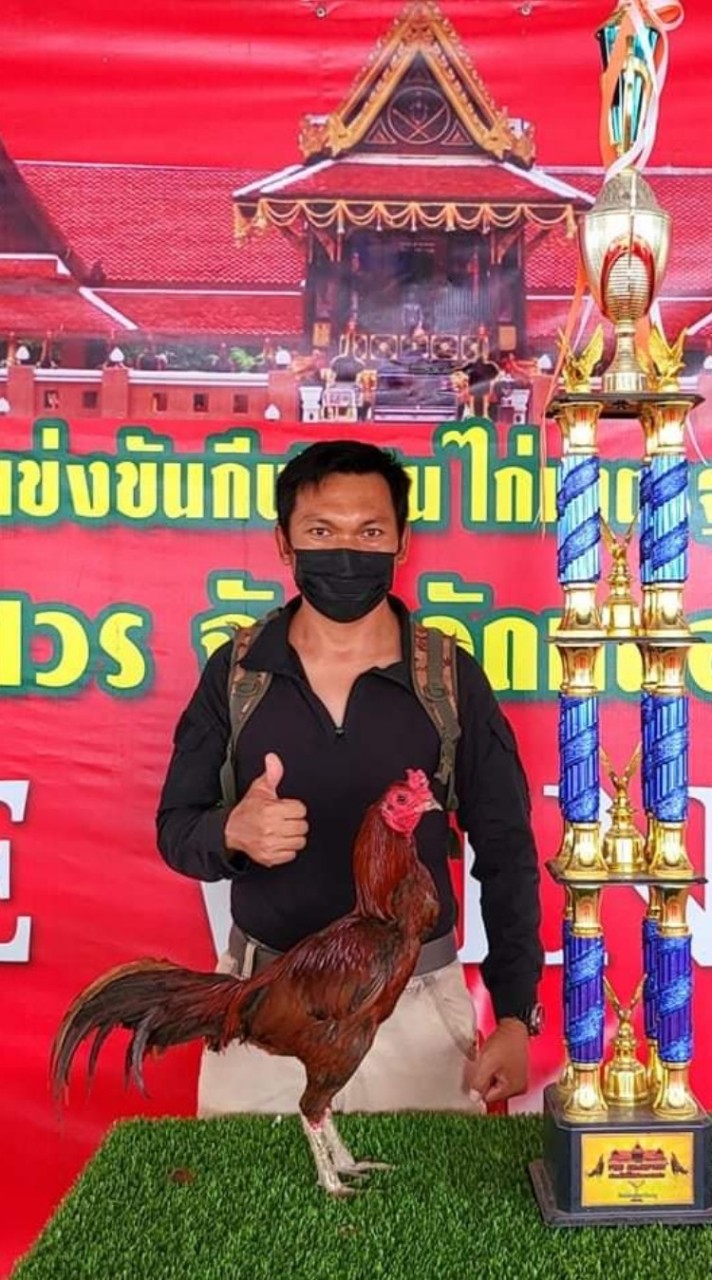 กลุ่มพัฒนาไก่ชนสายพันธุ์พม่าม้าล่อ..โดย ยศวัจน์ ศรีหาบุตร