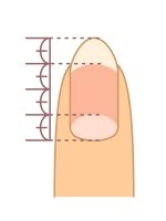 美しく見える理想的な爪の長さと形は？（All About）