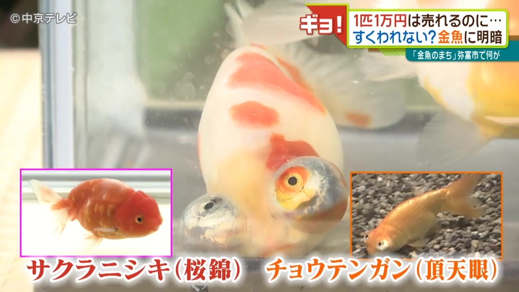 金魚業界もコロナで苦況 １匹数万円の高級金魚は売れるのに そのわけは 祭りの中止