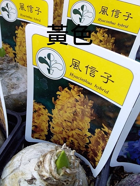 球根植物