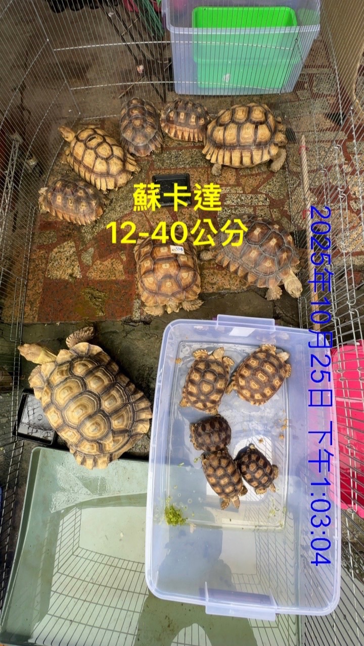 艾克來鸚鵡與寵物中壢育樂路