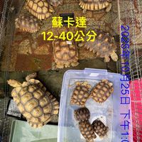 艾克來鸚鵡寵物民族路131號