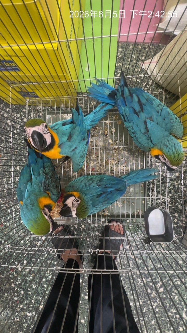 艾克來鸚鵡寵物民族路131號