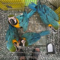 艾克來鸚鵡寵物民族路131號