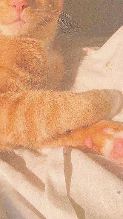 ꒦   ꕺ  ♡  ตัวเเทนขายเเอค 🐾   ˚𖦊
