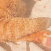 ꒦   ꕺ  ♡  ตัวเเทนขายเเอค 🐾   ˚𖦊