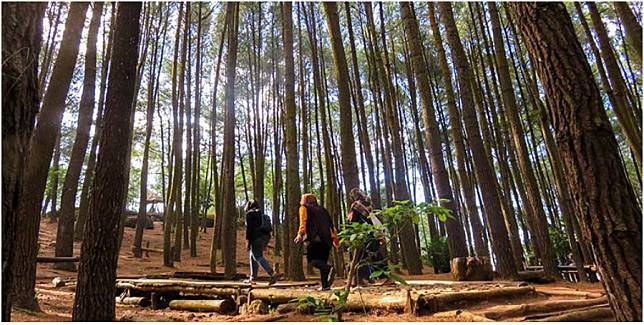 Pengunjung berjalan di antara pohon pinus di Hutan Pinus Mangunan(Kompas.com/Anggara Wikan Prasetya) Artikel ini telah tayang di Kompas.com dengan judul 