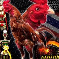 ส.อินทรักษ์🐓🏆