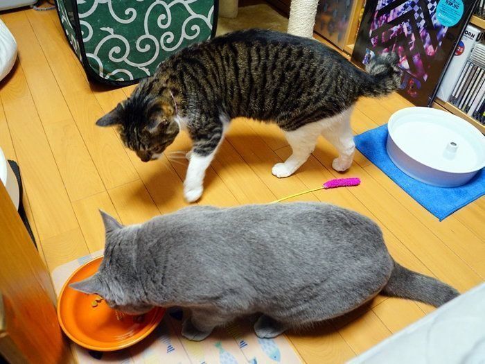 異物を食べてしまった！ 知っておきたい誤飲・誤食の症状