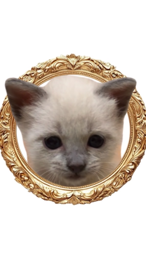 散歩猫こだま君【連絡版】