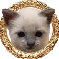 散歩猫こだま君【連絡版】