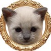 散歩猫こだま君【連絡版】