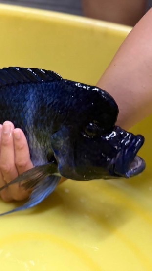 龍魚、慈鯛交流（魔巴薩伊藍）