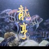 龍魚、慈鯛交流（魔巴薩伊藍）