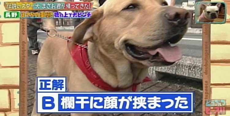 何問正解できる ポチたま の人気旅犬 まさお君の爆笑ハプニングクイズに挑戦 どうぶつピース