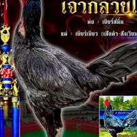 ซุ้มสวนป้าจิตร (spj) โคราช
