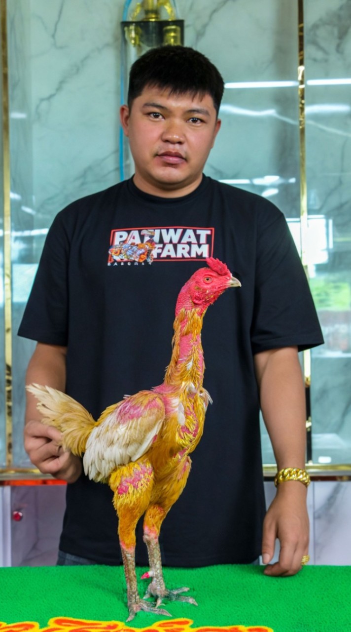 สิงห์ดง สังกัดน้องดาว 🐓🥰🌟🌟🌟🌟🌟