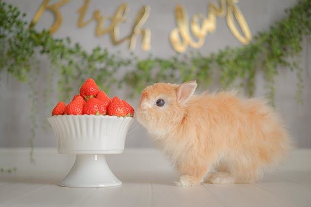 人間年齢で歳 ベビーフェイスの超ご長寿ウサギ キティくんと飼い主さんが作る絵本のような世界観