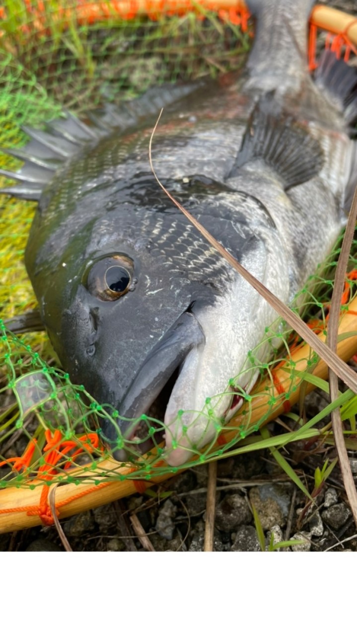 ヘチ釣り師、落とし込み師の集い