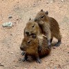 ด้อมกะปิ Capybara หมามะพร้าว