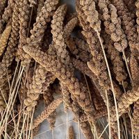 🌾沖縄雑穀生産者組合🌾