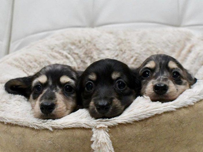 飼い主に寄り添って 犬同士くっついて なぜ添い寝する