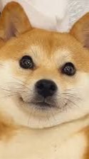 柴犬愛畫畫