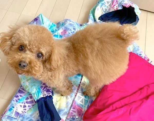 かまって犬 吠える場合は注意が必要なことも いぬのきもちnews