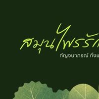 THAI​HERB​  ราชาสมุนไพร​  ความรู้​สมุนไพร​  เพื่อสุขภาพ​