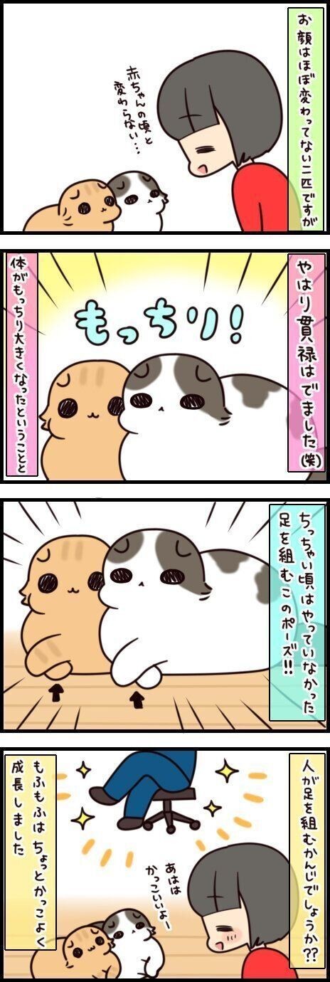 子猫時代をの愛くるしさも 今のもっちり姿もどちらも最高