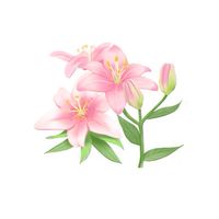 我愛百合班
