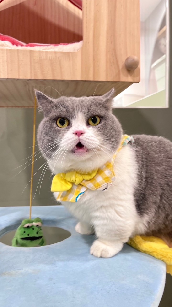 🐱🐶喵汪樂園/寵物毛孩健康保健交流｜毛孩聚餐｜毛孩餐廳推薦｜毛孩行為諮詢｜寵物溝通｜