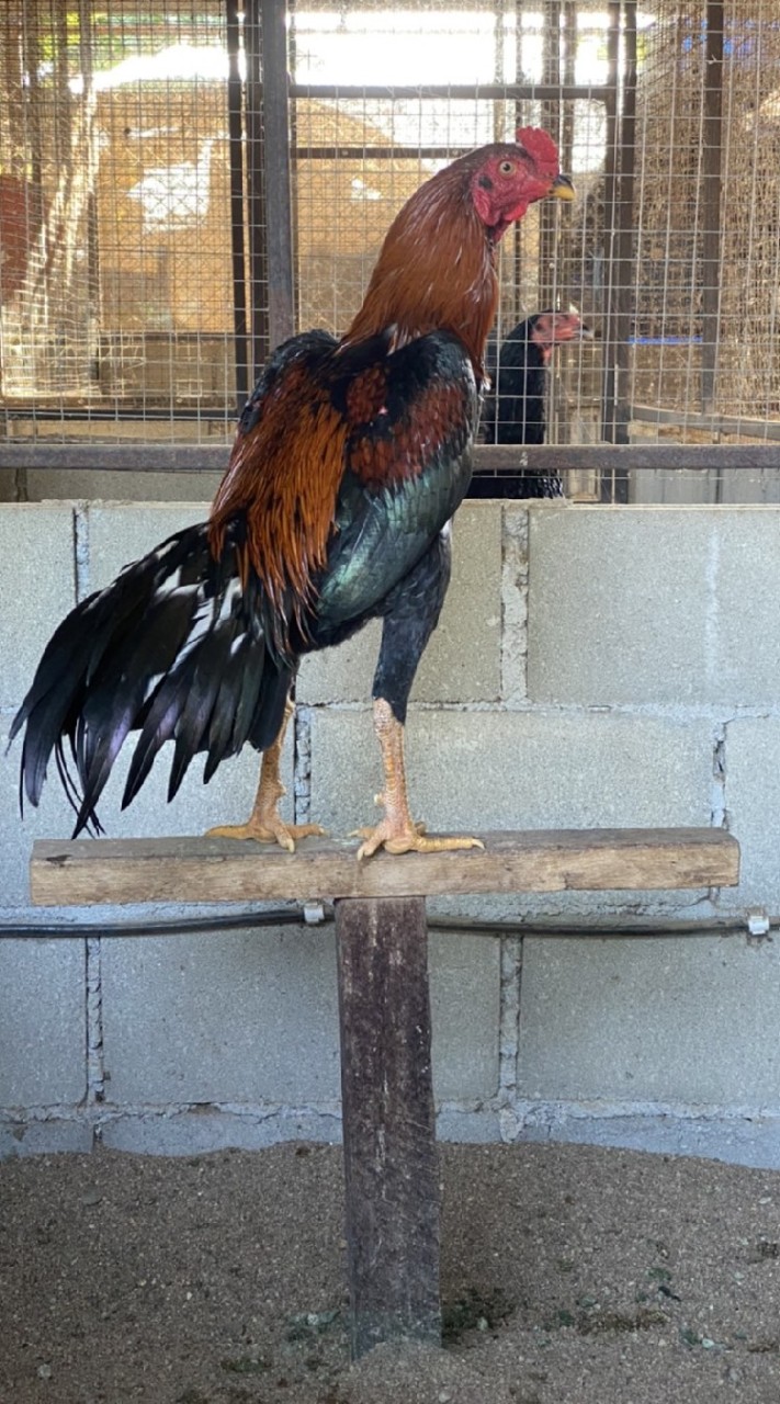 จัมโบ้ฟาร์ม ( ไก่ชน )