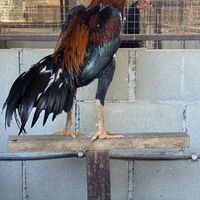จัมโบ้ฟาร์ม ( ไก่ชน )
