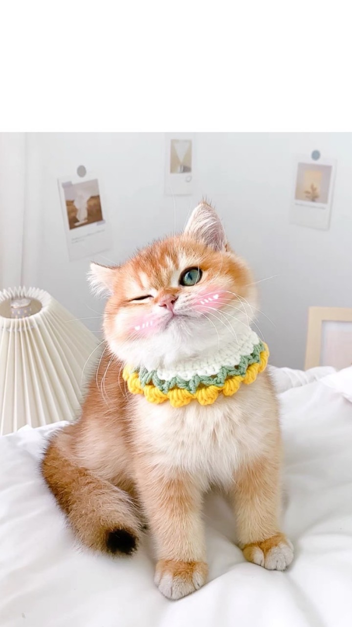 พรีออเดอร์สินค้าน้องแมว By Oil'のオープンチャット