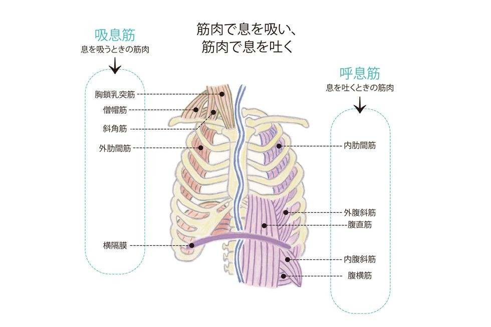 呼吸研究の第一人者 本間生夫先生に聞く 心と呼吸の関係
