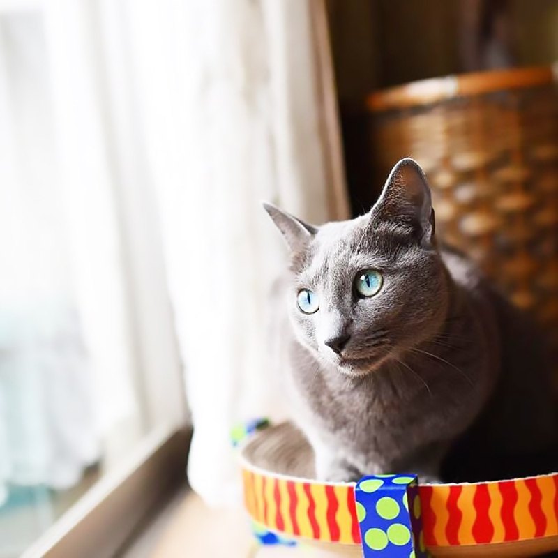 ★耐用瓦楞紙板構造，適合貓咪盡情磨爪 ★大面積的耐抓紙板讓貓咪充分磨爪及伸展 ★堅固的構造讓貓咪能安心的休息、遊戲