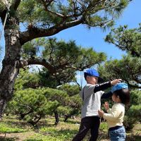 崧越（松針.松之露）討論區