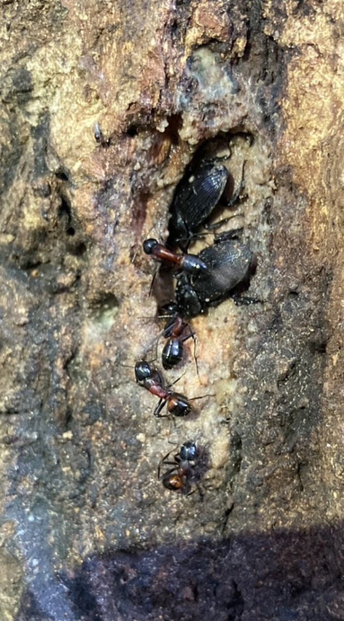 ant chamber（アリ飼育）