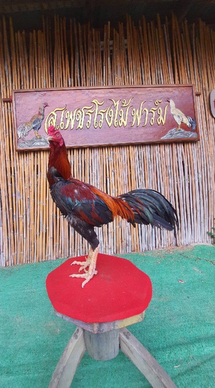 ไก่ชน..เพชรโรงไม้ฟาร์ม🐓🐓🐓