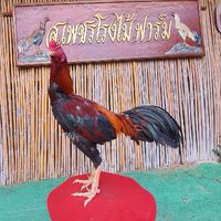 ไก่ชน..เพชรโรงไม้ฟาร์ม🐓🐓🐓