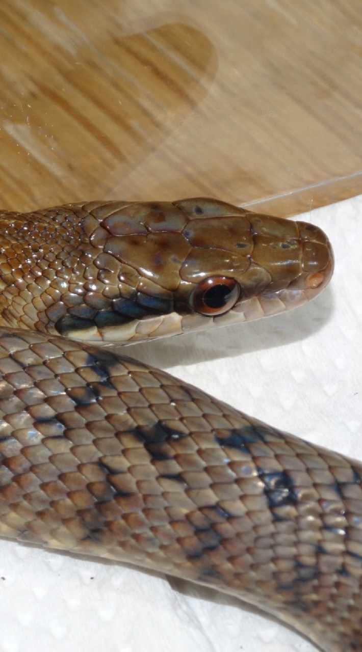 沖縄本島・八重山諸島の生き物好き・飼育者の集まり OpenChat