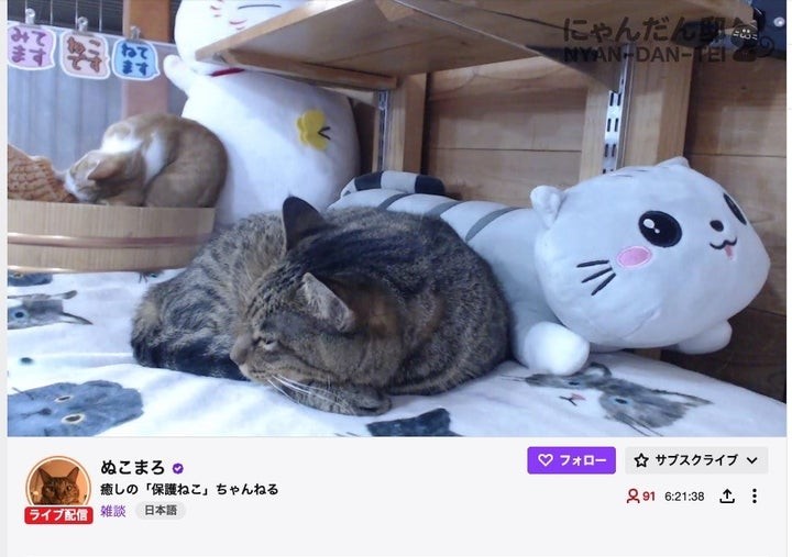 猫好きネット民の絆は海を超える 東京の片隅で暮らすネコチャンたちが海外から注目を浴びているわけ