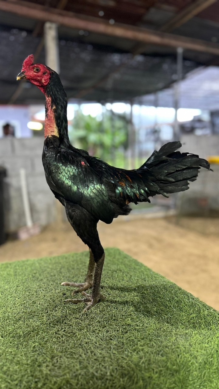 ซื้อขายไก่ชน