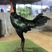 ซื้อขายไก่ชน