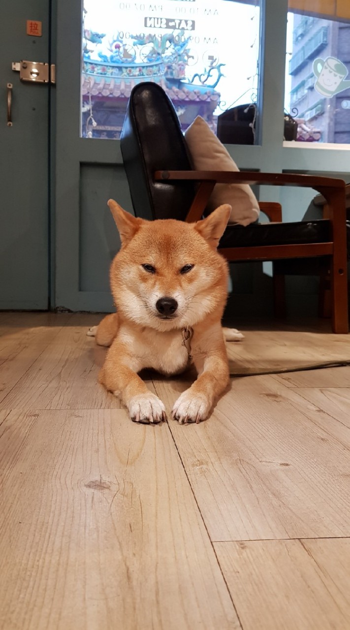 屁柴下午茶