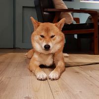 屁柴下午茶