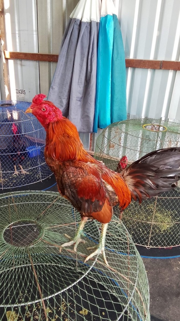 ซุ้ม เจ้าสัว 🐔