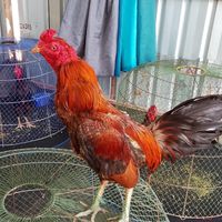 ซุ้ม เจ้าสัว 🐔